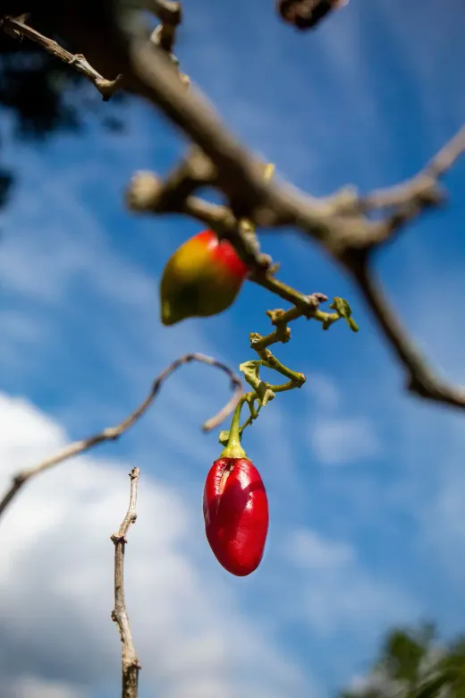 A red pepper ripening on a branch against a blue sky